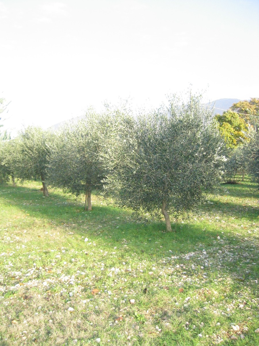 Raccolta delle olive